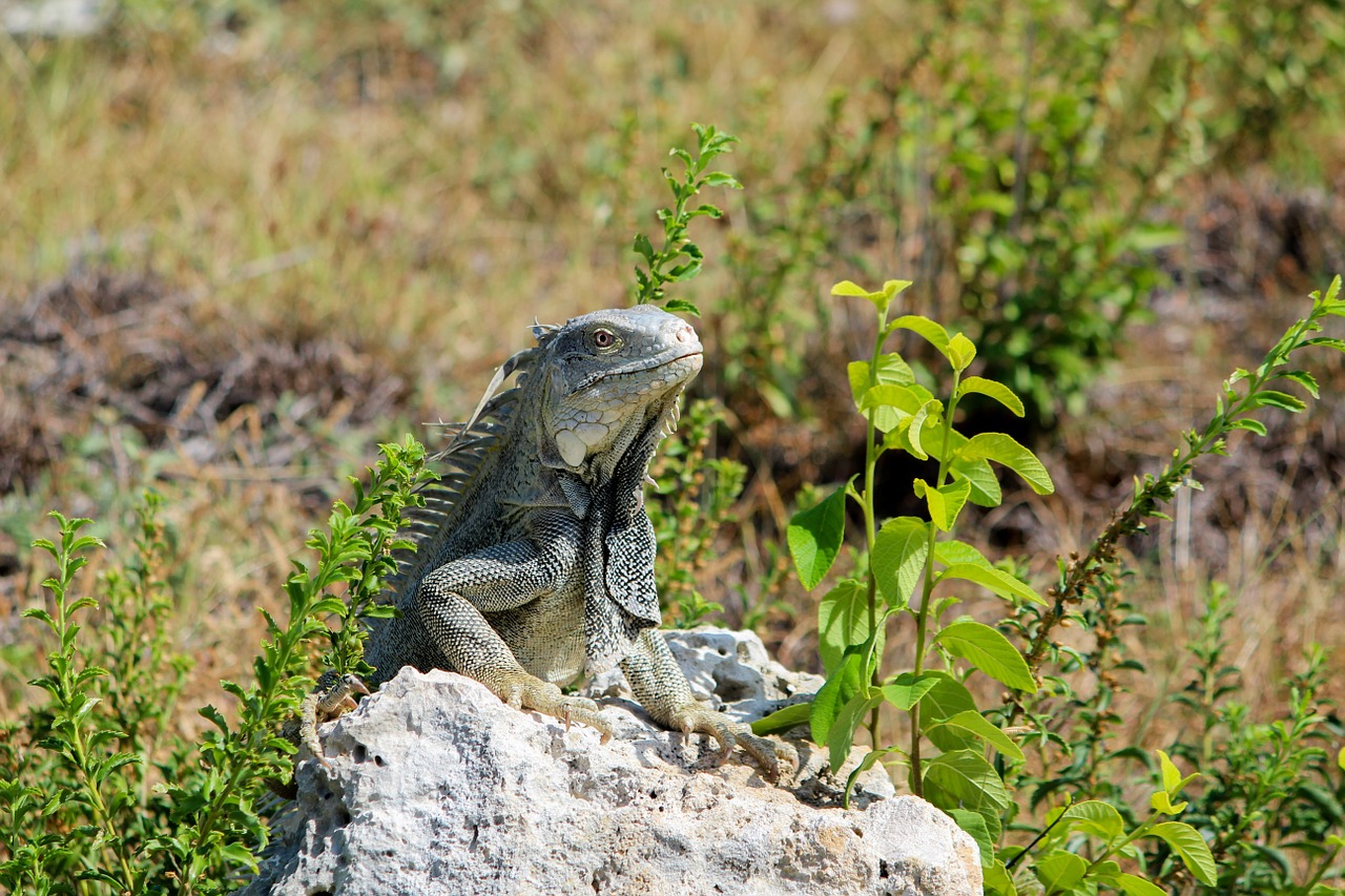 Driežas, Ropliai, Laukinė Gamta, Gyvūnas, Padaras, Fauna, Iguana, Nemokamos Nuotraukos,  Nemokama Licenzija