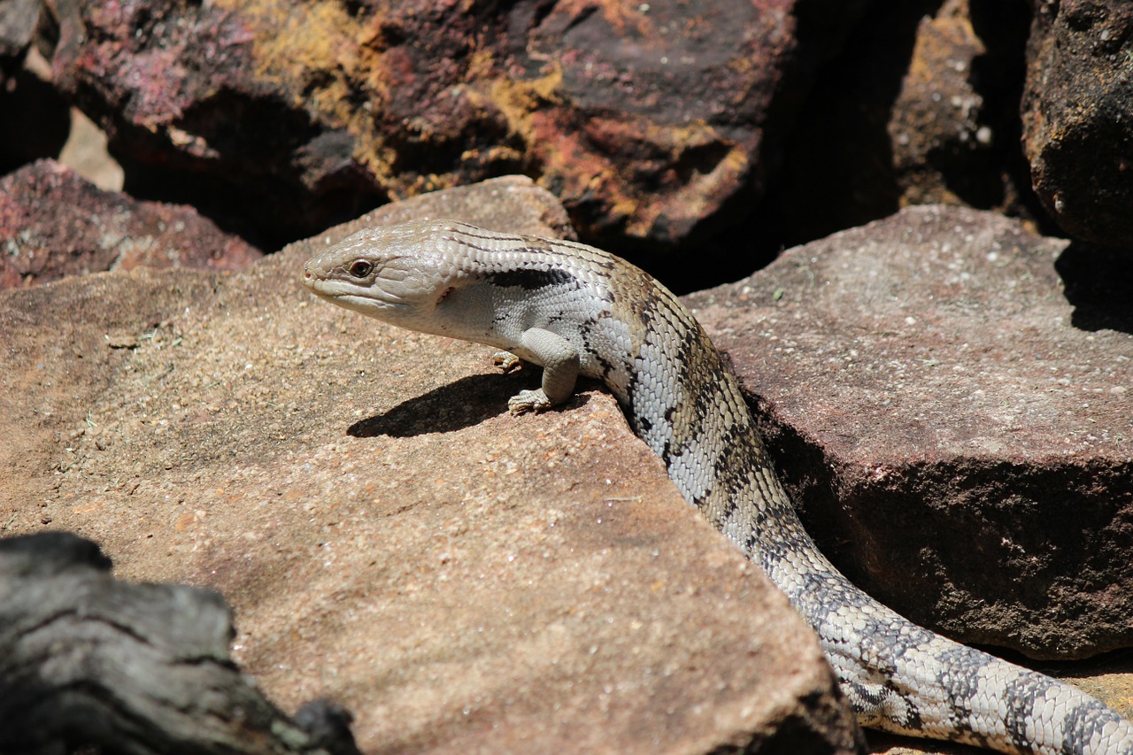 Driežas, Mėlynojo Liežuvio Liga, Australian, Fauna, Gyvūnas, Mėlynas, Liežuvis, Svarstyklės, Laukinė Gamta, Šaltakraujiškai