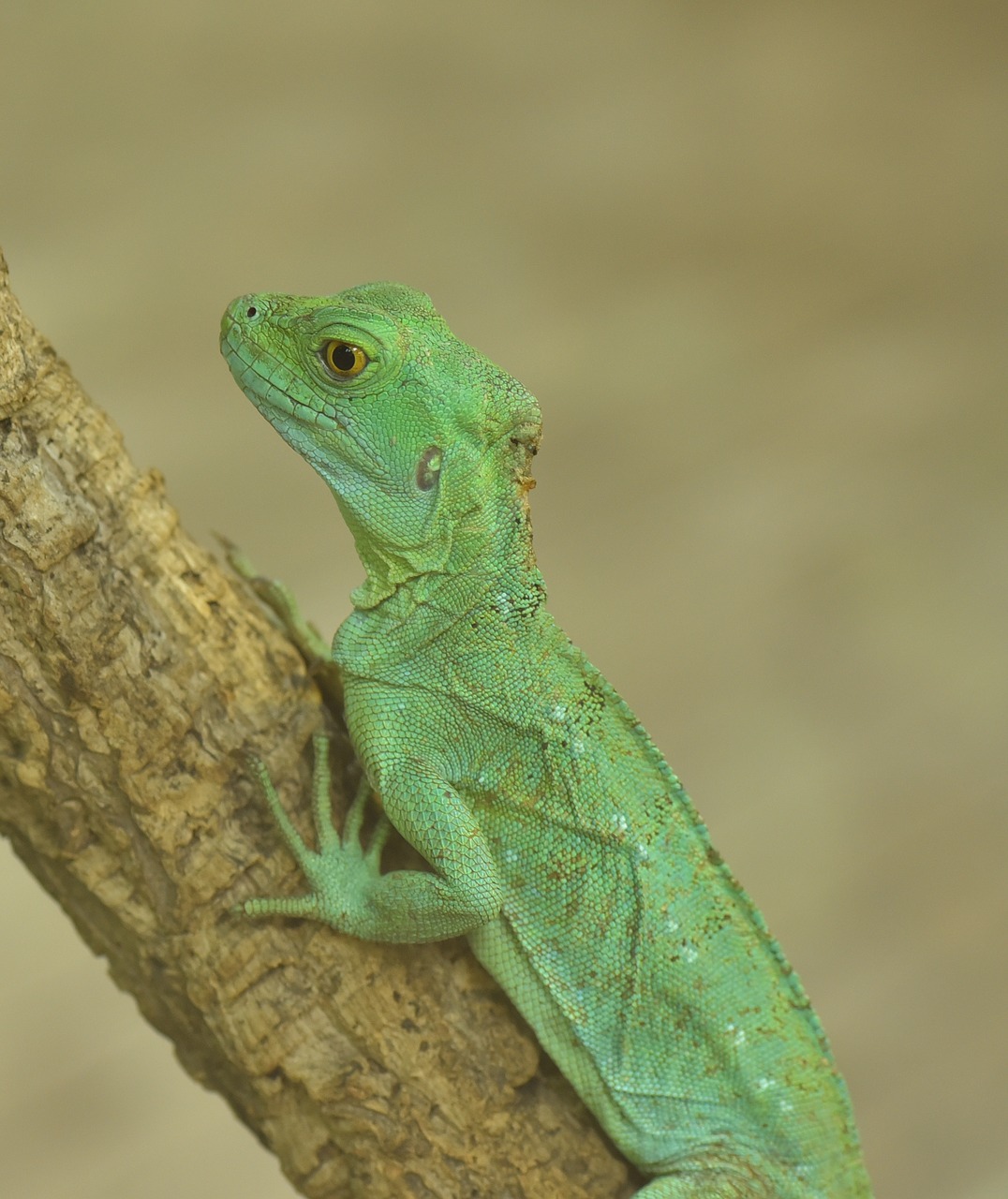 Driežas, Žalias, Ropliai, Skalė, Gamta, Uždaryti, Zoologijos Sodas, Žalia Gecko, Gyvūnų Pasaulis, Žvynuotas