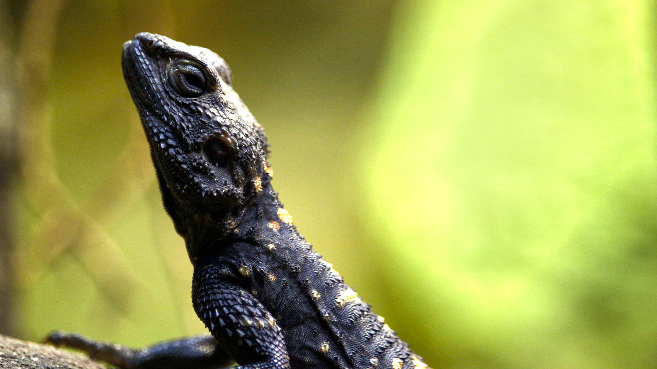 Driežas, Skalė, Ropliai, Žalias, Zoologijos Sodas, Iguana, Uždaryti, Gyvūnas, Vabzdžių Valgytojas, Gyvūnų Pasaulis