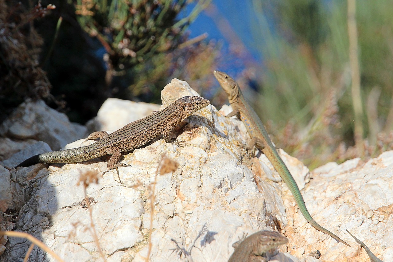 Driežas, Ropliai, Gyvūnas, Gamta, Gecko, Nemokamos Nuotraukos,  Nemokama Licenzija