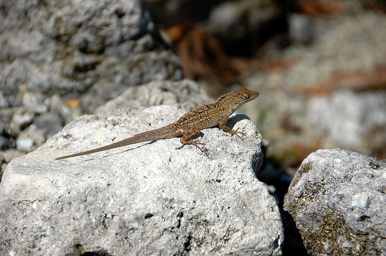 Driežas, Ropliai, Laukinė Gamta, Gyvūnas, Gamta, Laukiniai, Natūralus, Atogrąžų, Reptilian, Uždaryti