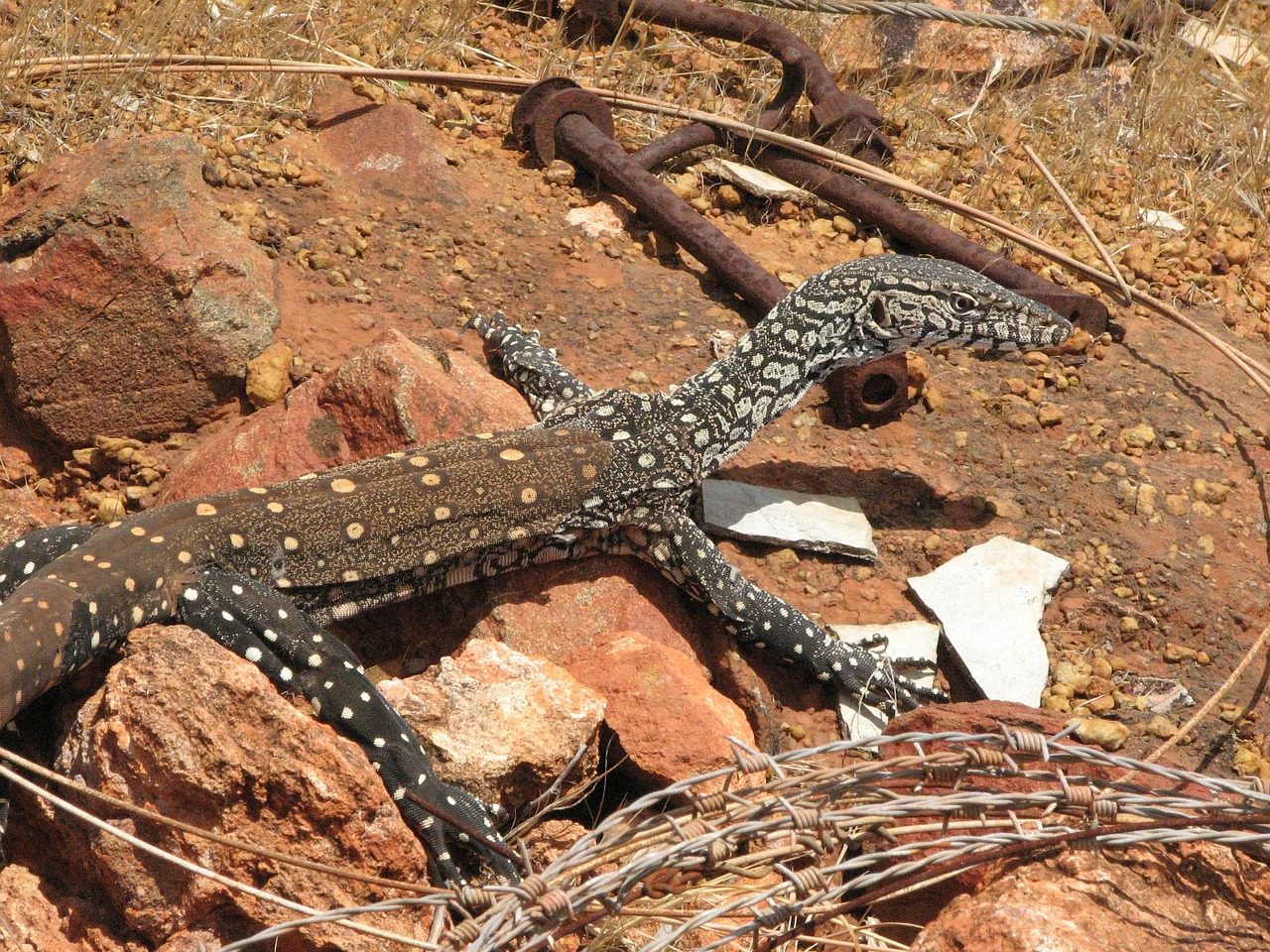 Driežas, Nėriniai Monitorius, Goanna, Gyvūnas, Laukinė Gamta, Laukiniai, Zoologija, Žinduolis, Rūšis, Dykuma