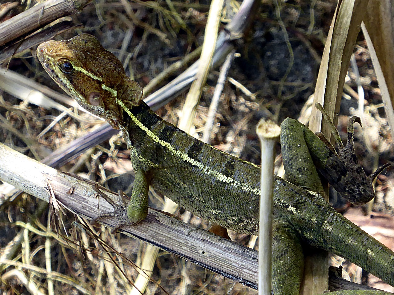 Driežas, Ropliai, Kosta Rika, Laukiniai, Fauna, Nemokamos Nuotraukos,  Nemokama Licenzija