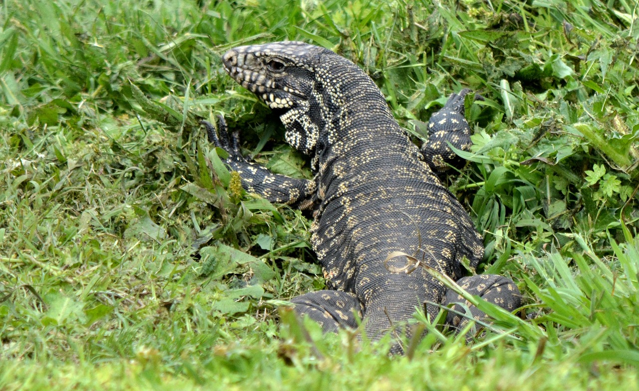 Driežas, Gyvūnas, Gamta, Ropliai, Ropliai, Fauna, Nemokamos Nuotraukos,  Nemokama Licenzija