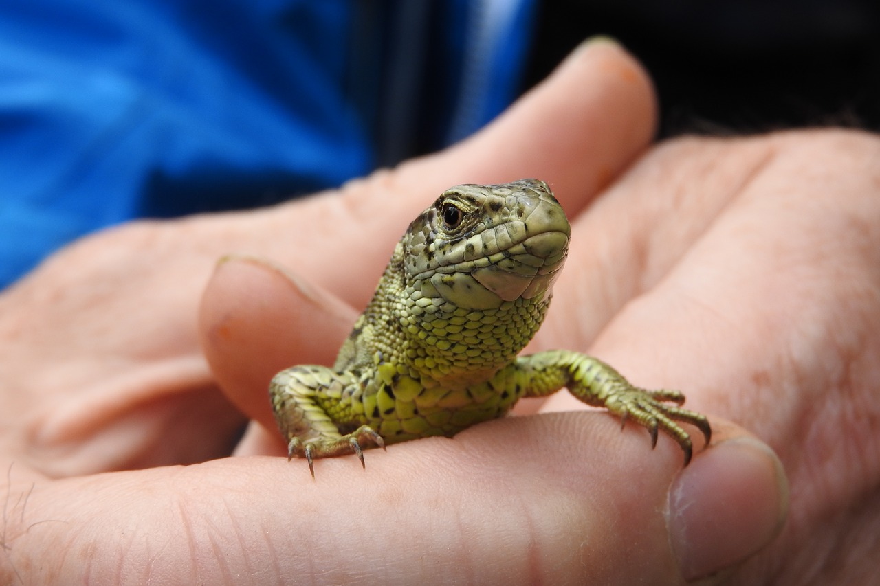 Driežas, Patinas, Lacerta Agilis, Apskritai, Ropliai, Nemokamos Nuotraukos,  Nemokama Licenzija