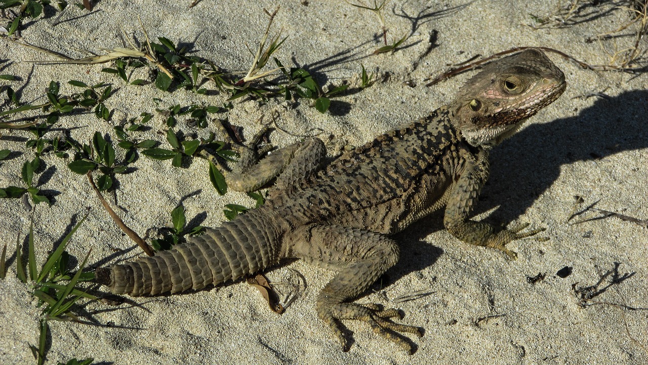 Driežas, Kurkutas, Ropliai, Fauna, Gyvūnas, Laukinė Gamta, Gamta, Rūšis, Herpetologija, Prisitaikymas