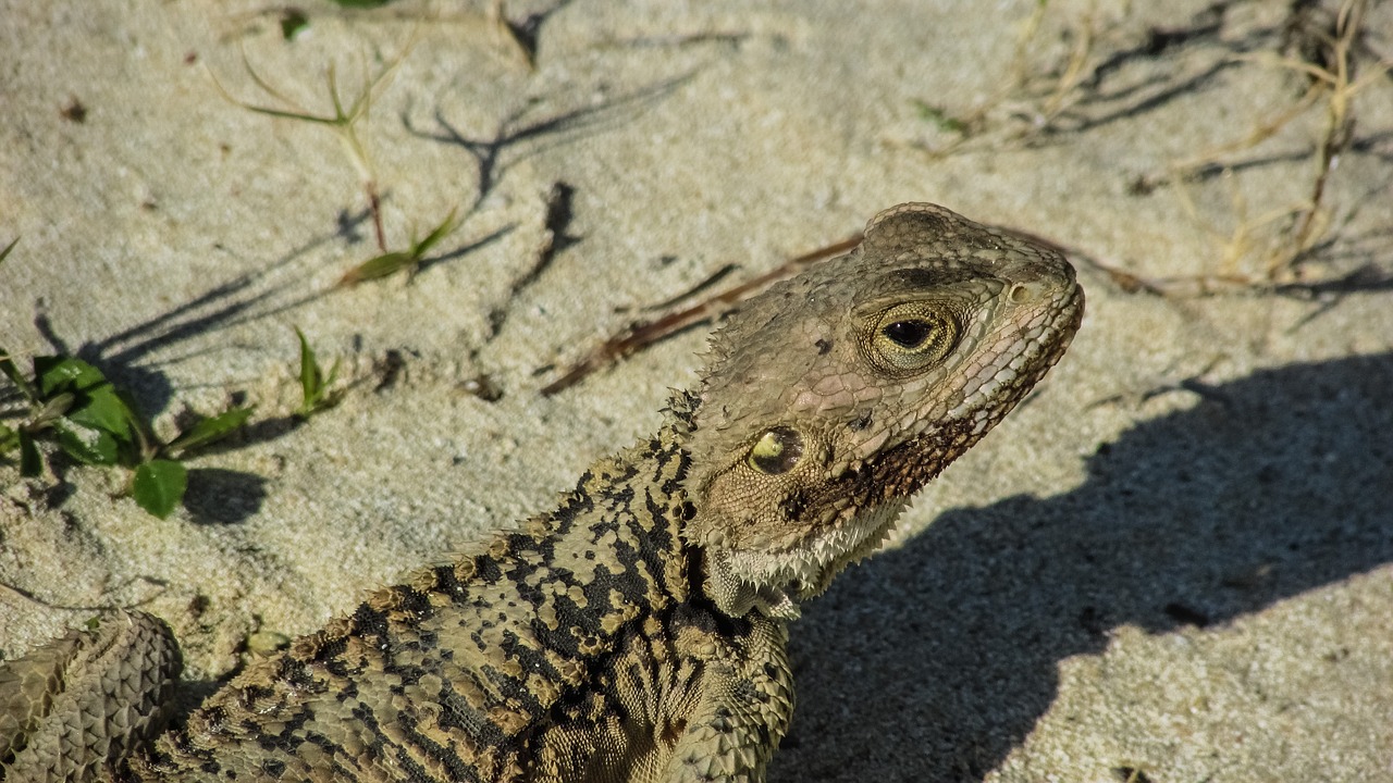 Driežas, Kurkutas, Ropliai, Fauna, Gyvūnas, Laukinė Gamta, Gamta, Rūšis, Herpetologija, Prisitaikymas