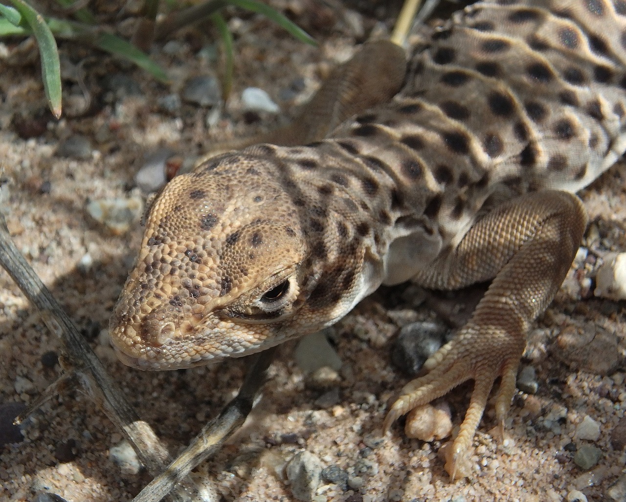 Driežas, Ilgas Nosies Leopardas, Iš Arti, Makro, Ropliai, Laukinė Gamta, Gamta, Dykuma, Gyvūnas, Lauke