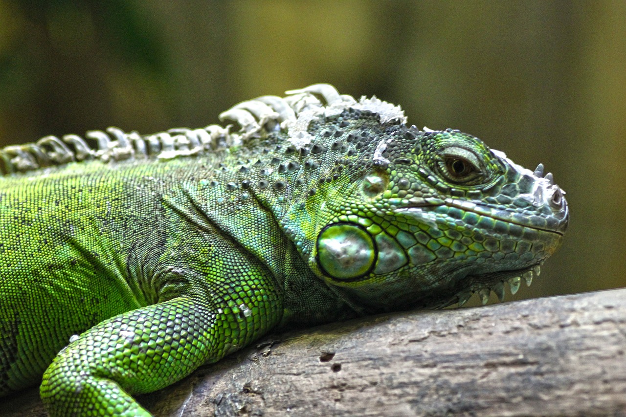 Driežas, Zoologijos Sodas, Ropliai, Skalė, Žvynuotas, Žalias, Nemokamos Nuotraukos,  Nemokama Licenzija