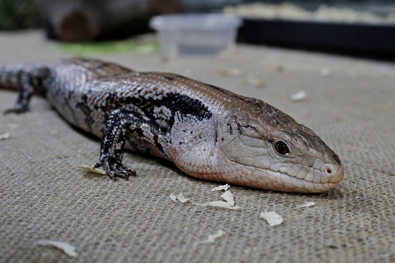 Driežas, Gyvūnas, Ropliai, Gamta, Laukiniai, Laukinė Gamta, Chameleonas, Fauna, Iguana, Zoologijos Sodas