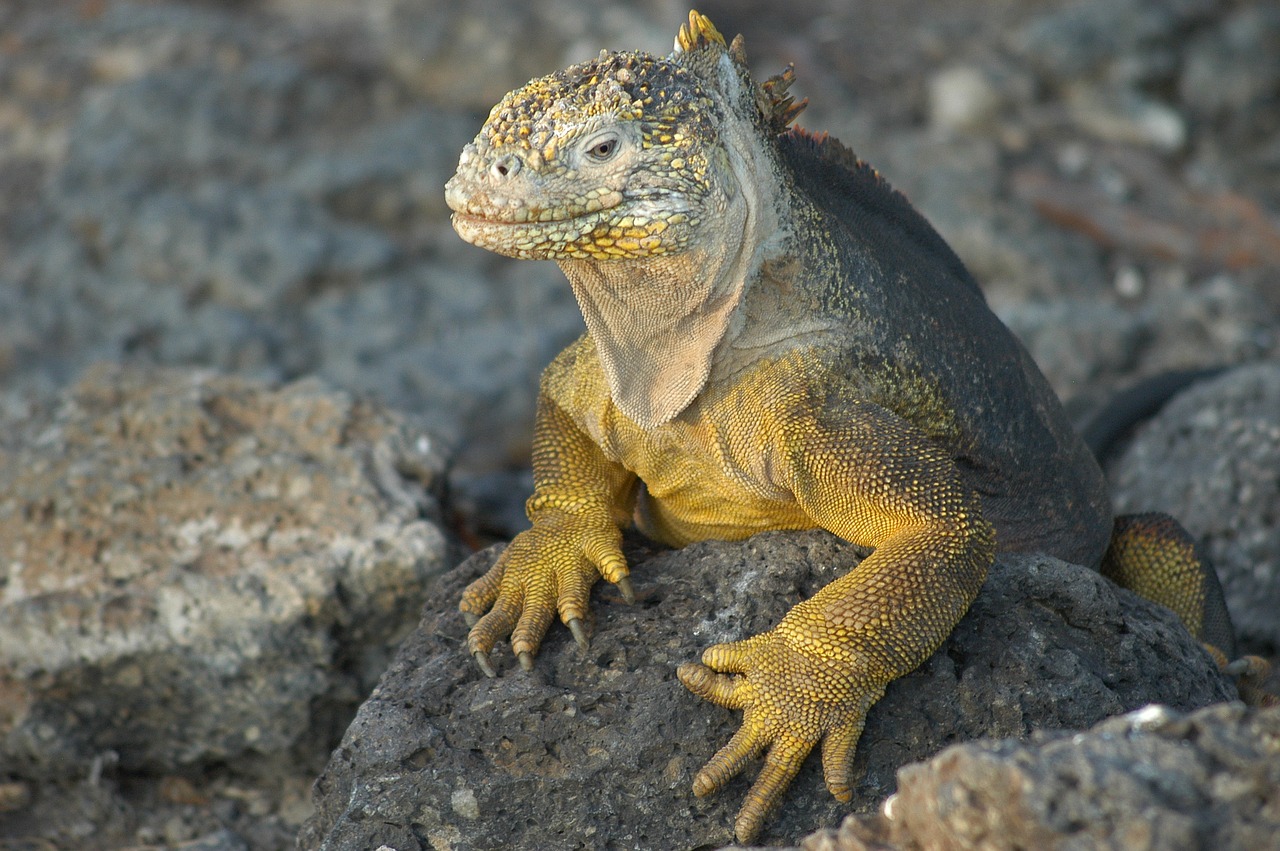 Driežas, Galapagai, Echse, Ecuador, Gamta, Sala, Nemokamos Nuotraukos,  Nemokama Licenzija