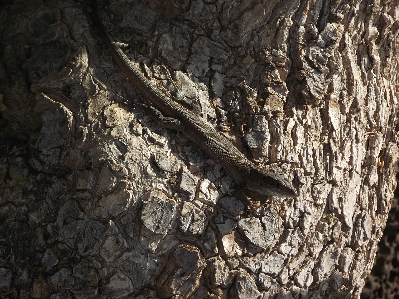 Driežas, Medis, Ropliai, Laukinė Gamta, Skink, Lanzarote, Fauna, Gyvūnai, Laukiniai, Egzotiškas