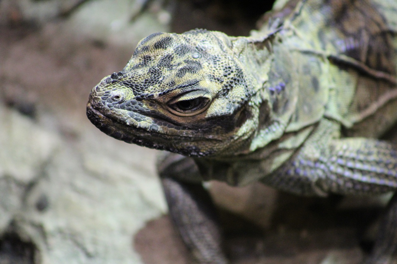 Driežas, Gyvūnas, Ropliai, Laukinė Gamta, Atogrąžų, Zoologijos Sodas, Galva, Padaras, Iguana, Džiunglės