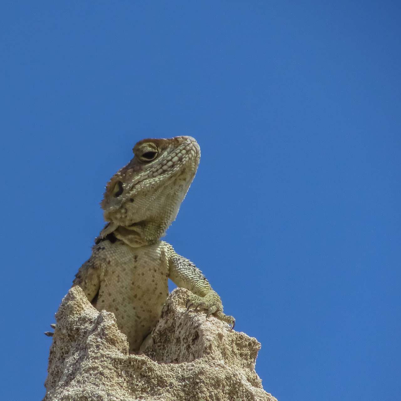 Driežas, Kurkutas, Ropliai, Fauna, Gyvūnas, Laukinė Gamta, Gamta, Rūšis, Herpetologija, Prisitaikymas