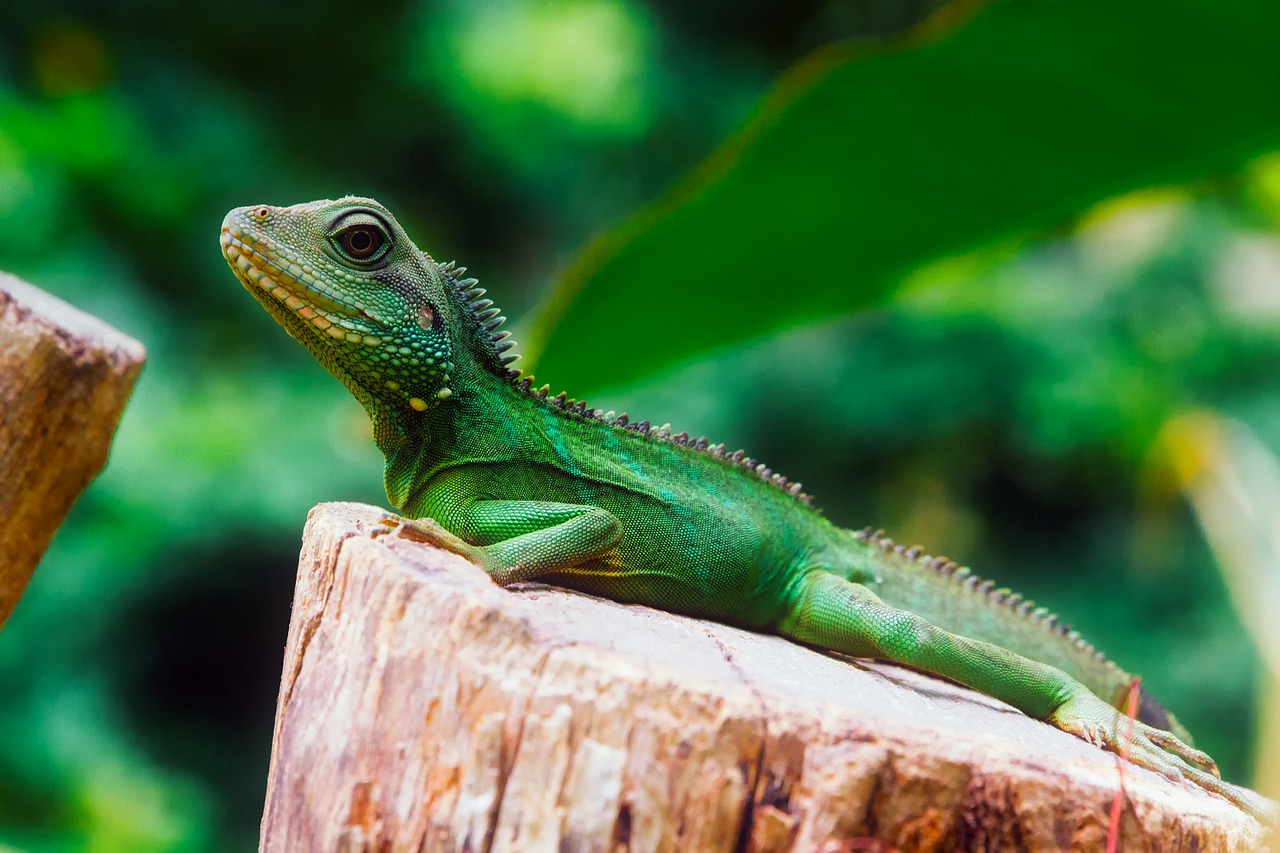 Driežas, Ropliai, Laukinė Gamta, Iguana, Spalva, Hdr, Gamta, Lauke, Lauke, Nemokamos Nuotraukos