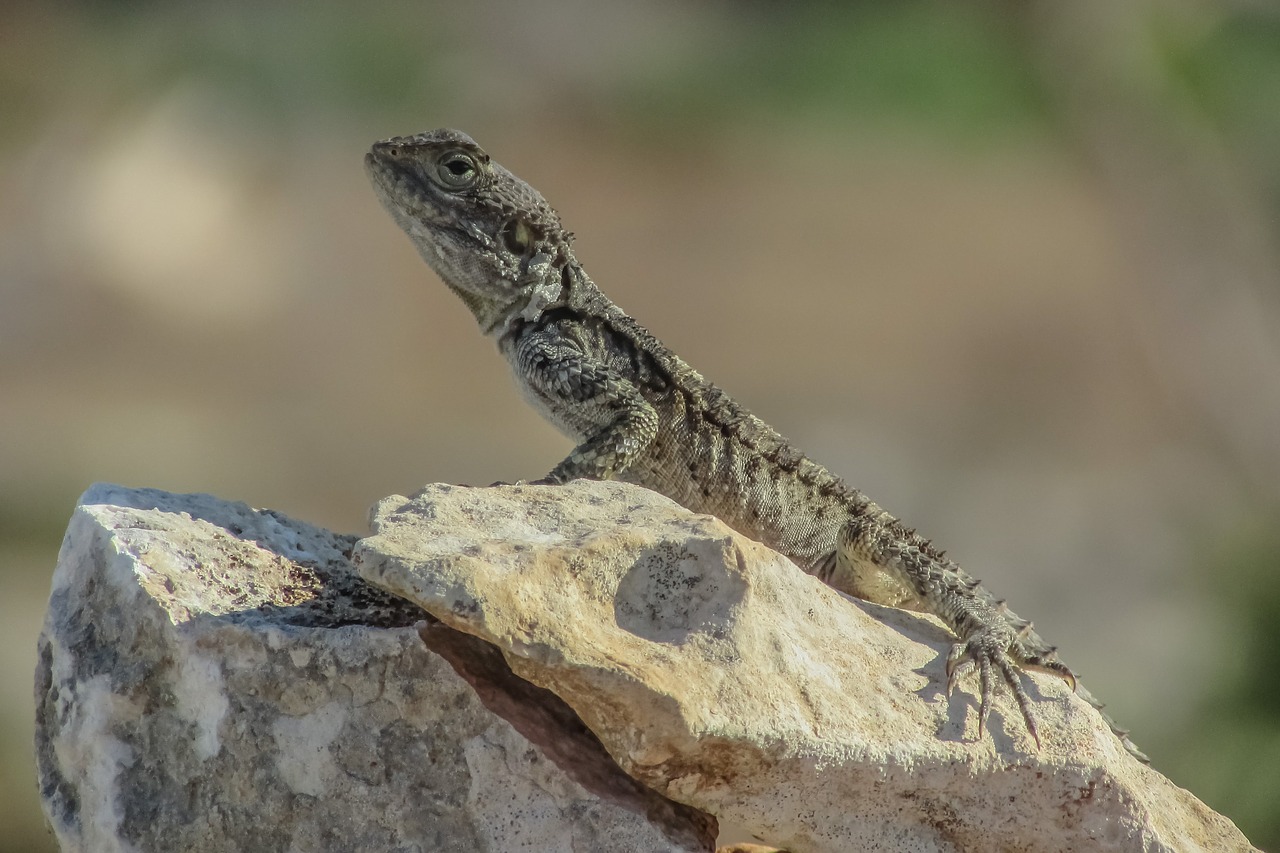 Driežas, Kurkutas, Ropliai, Fauna, Gyvūnas, Laukinė Gamta, Gamta, Rūšis, Herpetologija, Prisitaikymas