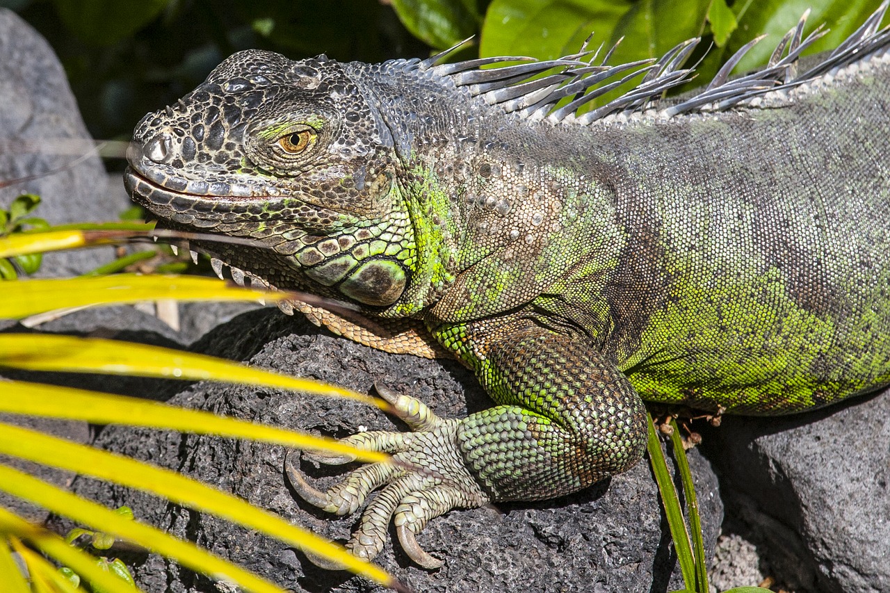 Driežas, Iguana, Ropliai, Drakonas, Uždaryti, Nemokamos Nuotraukos,  Nemokama Licenzija