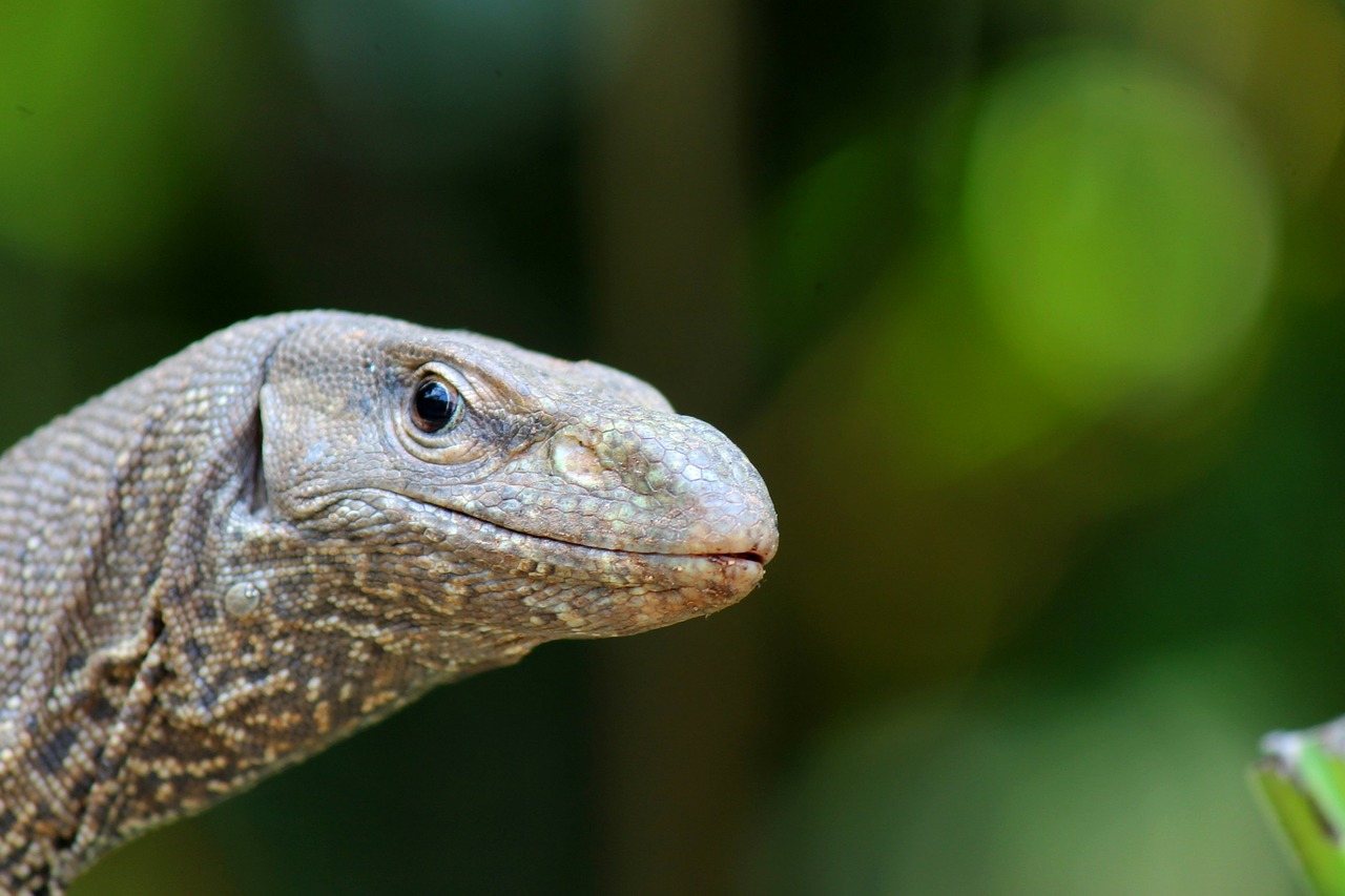 Driežas, Ropliai, Varanus, Gyvūnas, Laukinė Gamta, Laukiniai, Zoologija, Rūšis, Dykuma, Aplinka