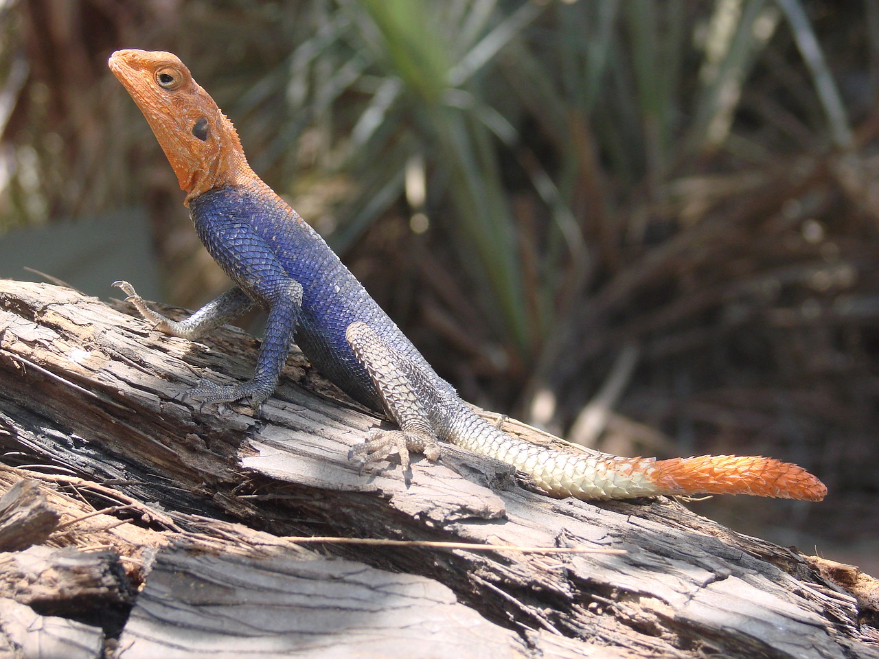 Driežas, Mėlynas, Namibija, Dykuma, Egzotiškas, Fauna, Gyvūnas, Nemokamos Nuotraukos,  Nemokama Licenzija