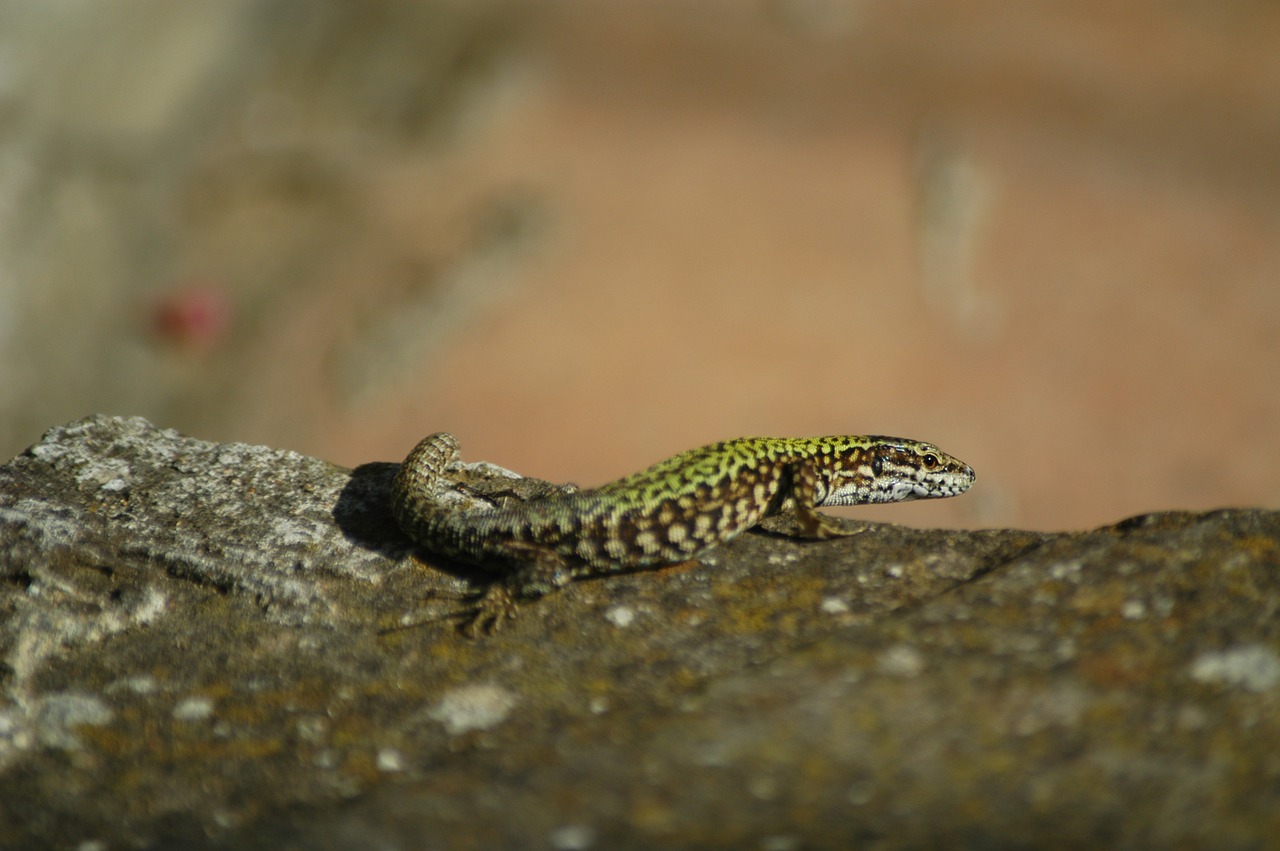 Driežas, Gyvūnas, Fauna, Gamta, Nemokamos Nuotraukos,  Nemokama Licenzija