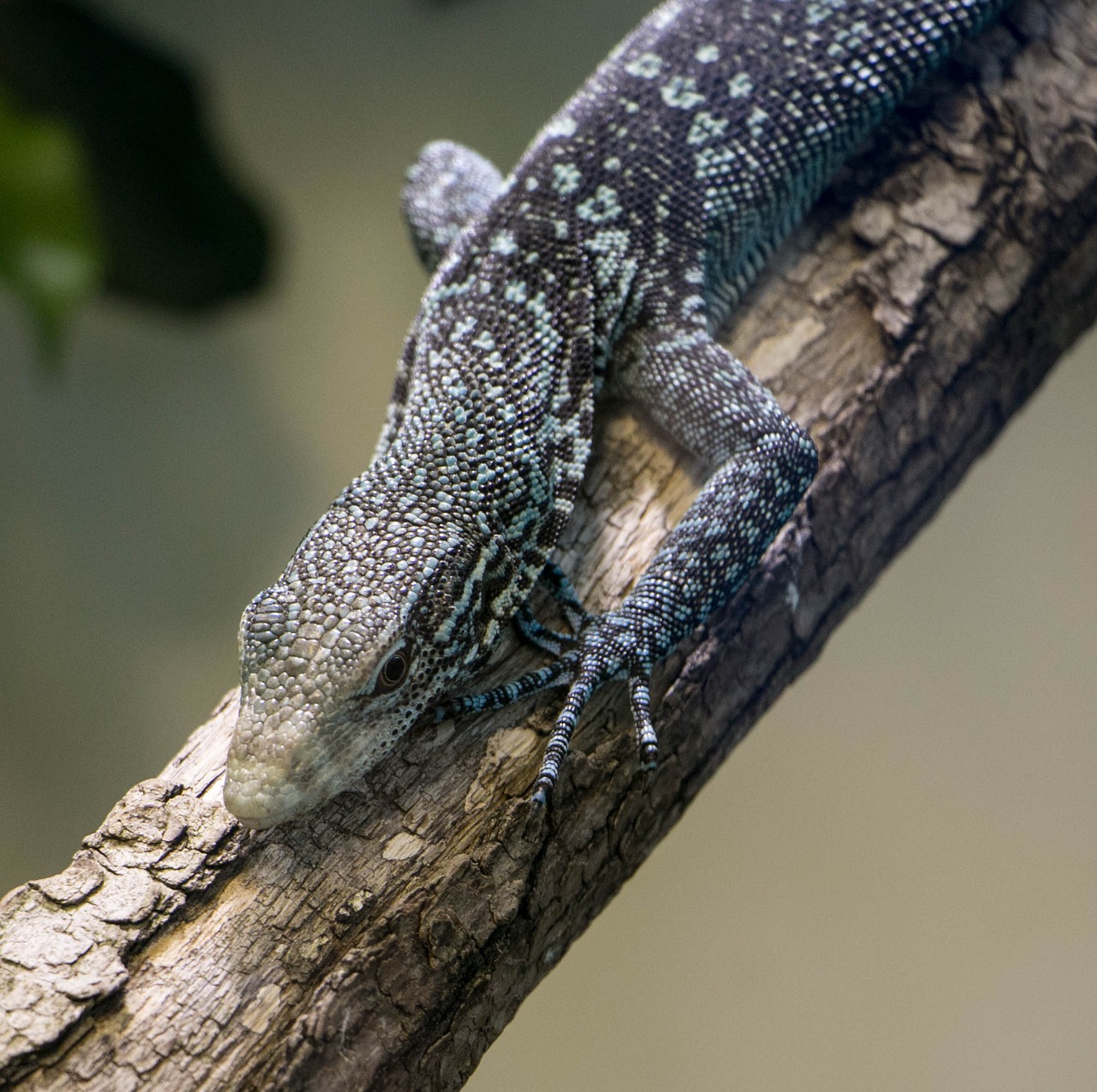 Driežas, Zoologijos Sodas, Zurich, Gyvūnas, Laukinė Gamta, Gamta, Egzotiškas, Nemokamos Nuotraukos,  Nemokama Licenzija