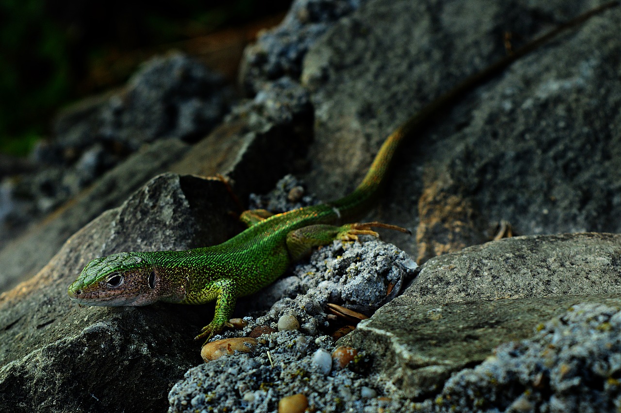 Driežas, Žalia Driežas, Ropliai, Laukiniai, Gyvūnas, Fauna, Gamta, Nemokamos Nuotraukos,  Nemokama Licenzija