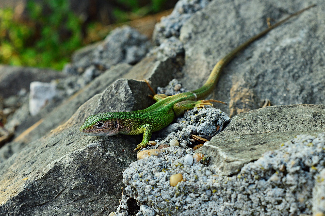 Driežas, Žalia Driežas, Ropliai, Gamta, Fauna, Nemokamos Nuotraukos,  Nemokama Licenzija