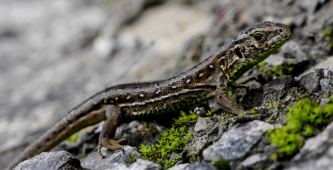 Driežas, Gamta, Austria, Gyvūnas, Nemokamos Nuotraukos,  Nemokama Licenzija