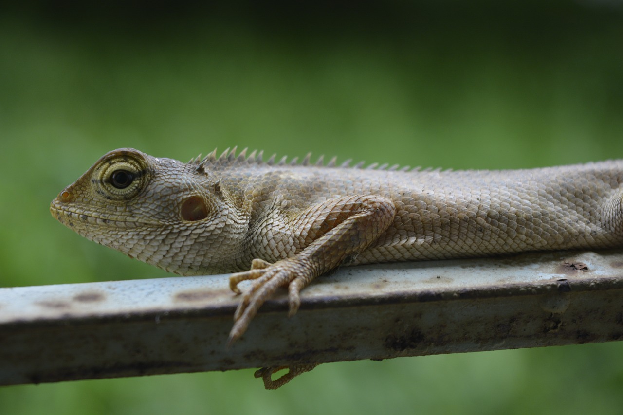 Driežas,  Chameleonas,  Ropliai,  Gyvūnas,  Laukinė Gamta,  Gamta,  Laukiniai,  Iš Arti,  Makro,  Pilka