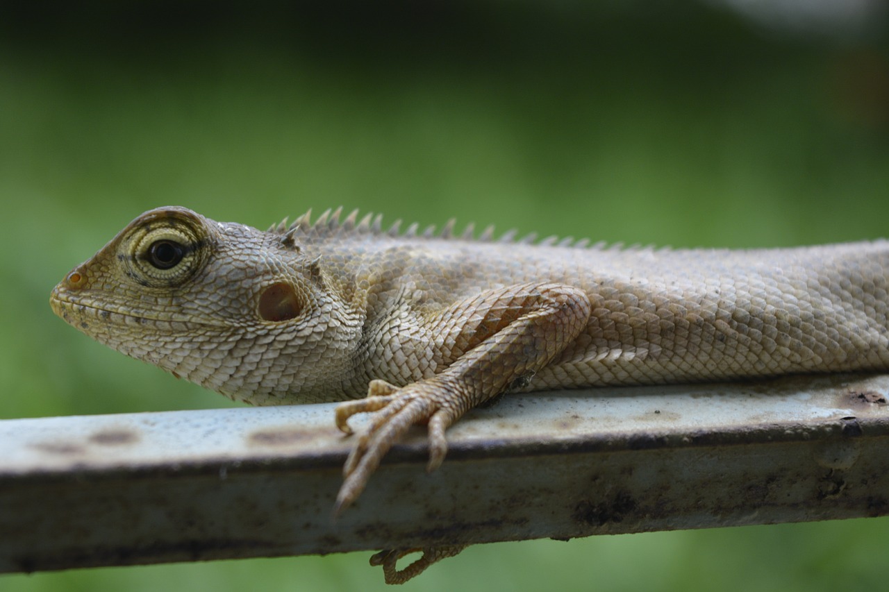 Driežas,  Chameleonas,  Ropliai,  Gyvūnas,  Laukinė Gamta,  Gamta,  Laukiniai,  Iš Arti,  Makro,  Pilka