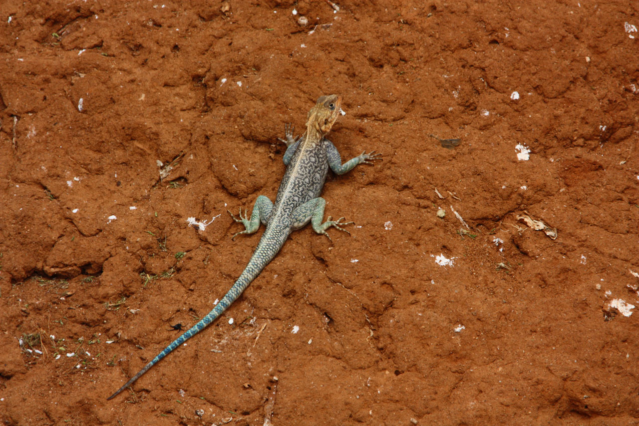 Driežas,  Patinas,  Gyvūnas,  Laukiniai,  Afrika,  Tsavo,  Kenya,  Nuotykis,  Tyrinėti,  Šalis