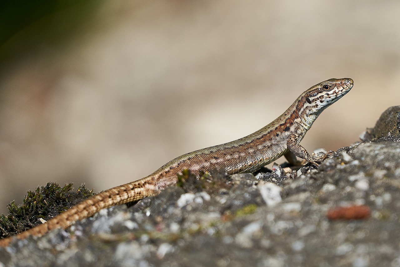 Driežas,  Pobūdį,  Gyvūnijos Pasaulyje,  Gyvūnas,  Roplys,  Skalė,  Akių,  Vabzdžių Valgytojas, Nemokamos Nuotraukos,  Nemokama Licenzija