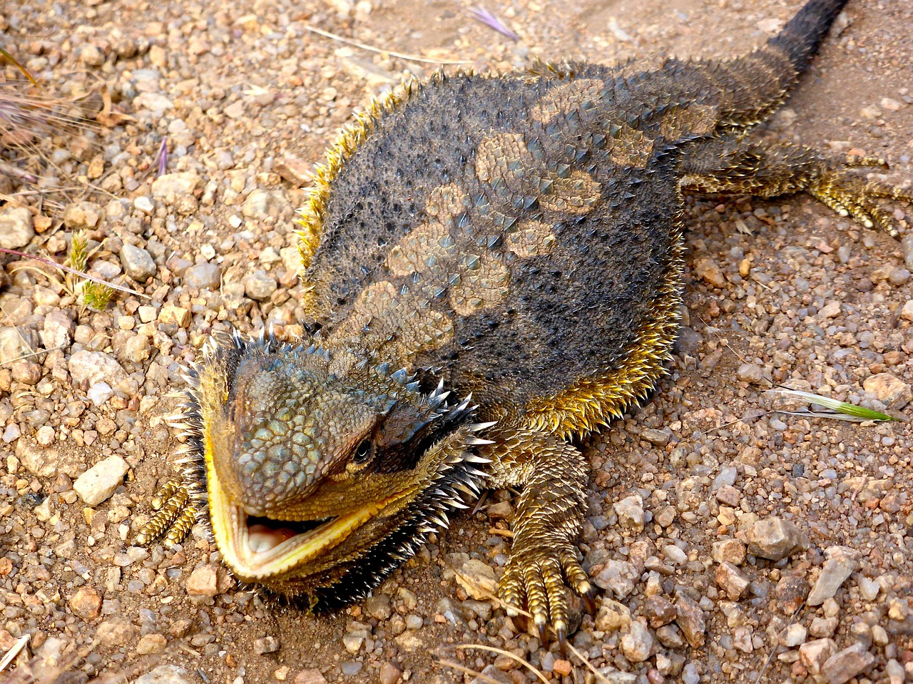 Driežas, Barzdotas Drakonas, Australian, Ropliai, Laukinė Gamta, Laukiniai, Gamta, Rūšis, Sušukuoti, Drakonas