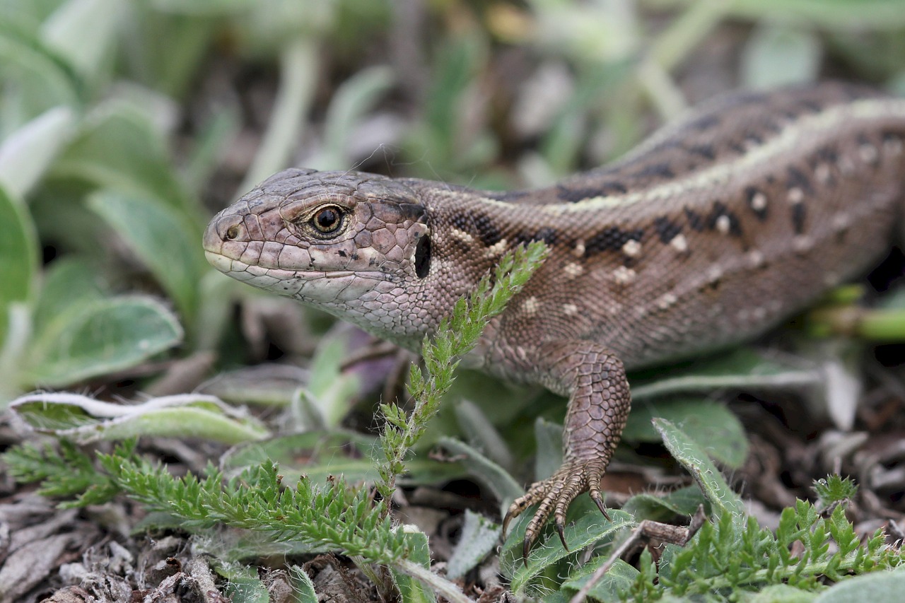 Driežas, Smėlio Driežas, Moteris, Laukinė Gamta, Ruda, Ropliai, Dėmės, Lacerta Agilis, Rytų Europa, Žemumos