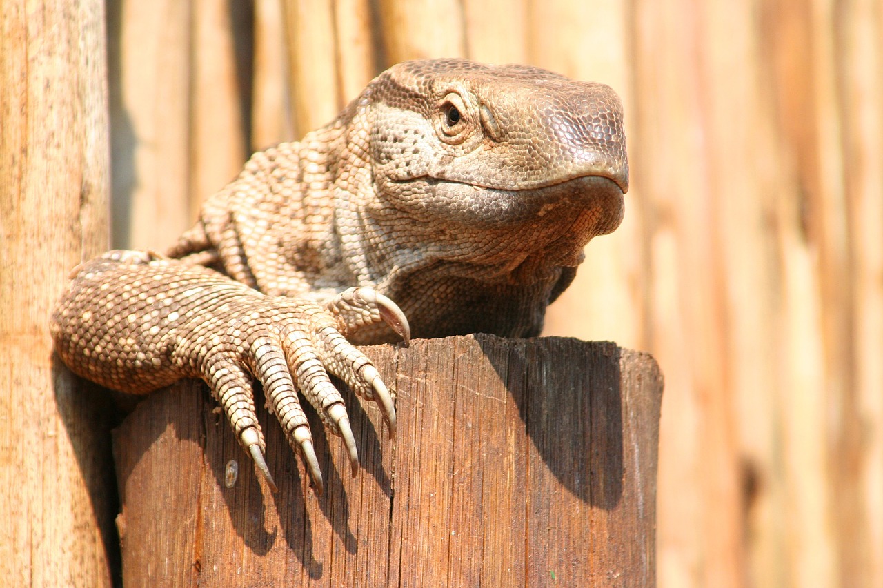 Driežas,  Gyvūnas,  Ropliai,  Padaras,  Gyvūnų Pasaulis,  Pietų Afrika,  Iguana, Nemokamos Nuotraukos,  Nemokama Licenzija