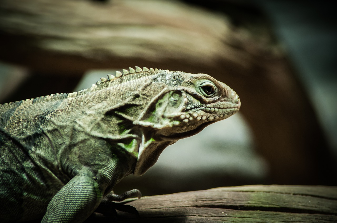 Driežas, Ropliai, Saurian, Gyvūnas, Laukinė Gamta, Gamta, Fauna, Atogrąžų, Oda, Drakonas