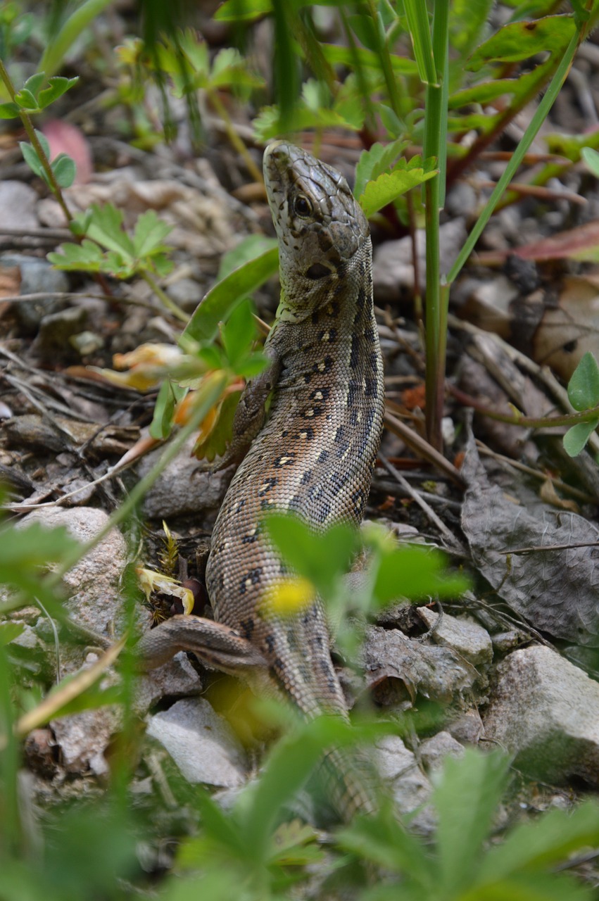 Lizardas, Driežas, Ropliai, Smėlio Driežas, Šaltakraujiniai Gyvūnai, Gyvūnai, Gamta, Gyvūnas, Nemokamos Nuotraukos,  Nemokama Licenzija