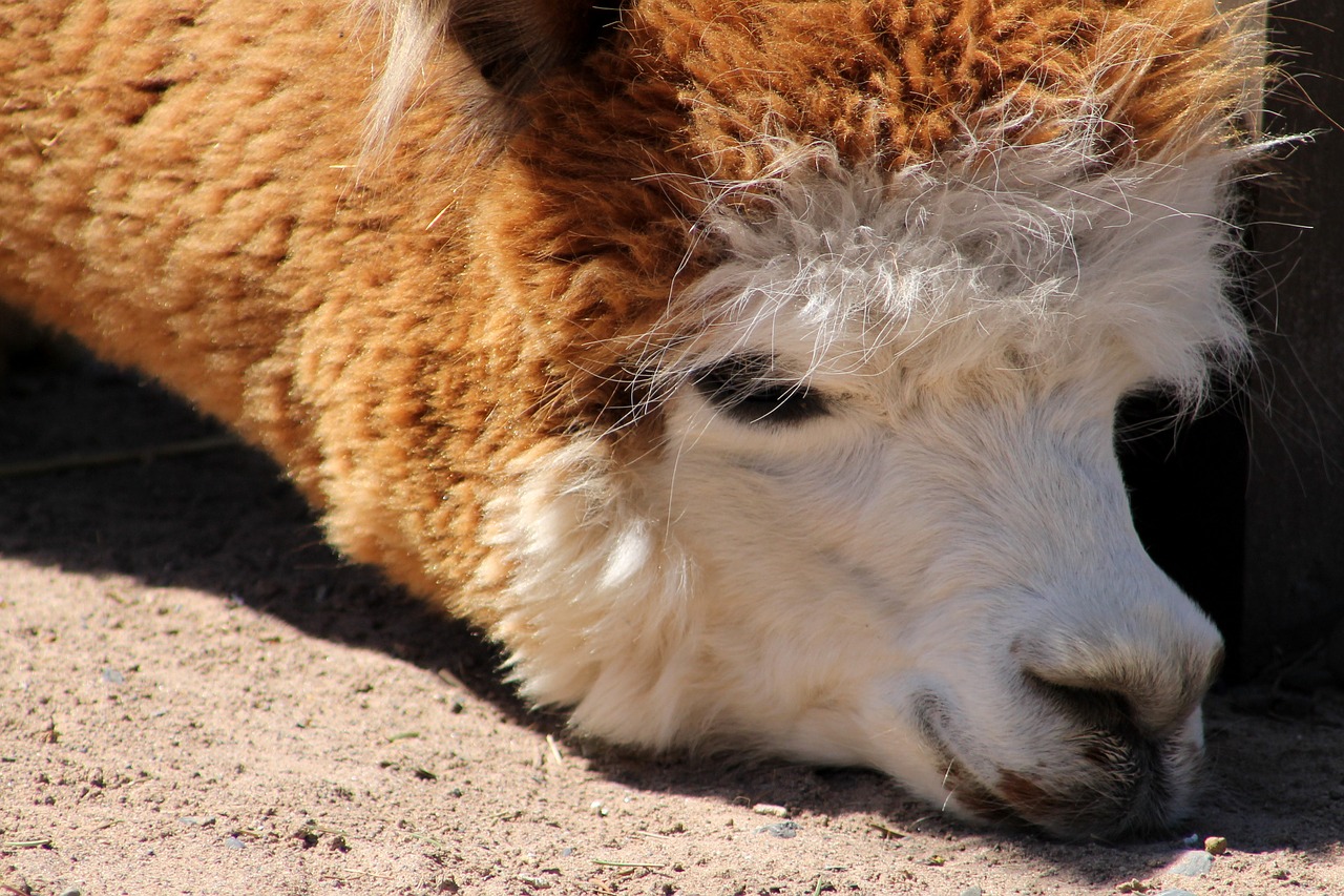 Lama, Zoologijos Sodas, Gyvūnas, Žinduolis, Peru, Kailis, Alpaka, Nemokamos Nuotraukos,  Nemokama Licenzija