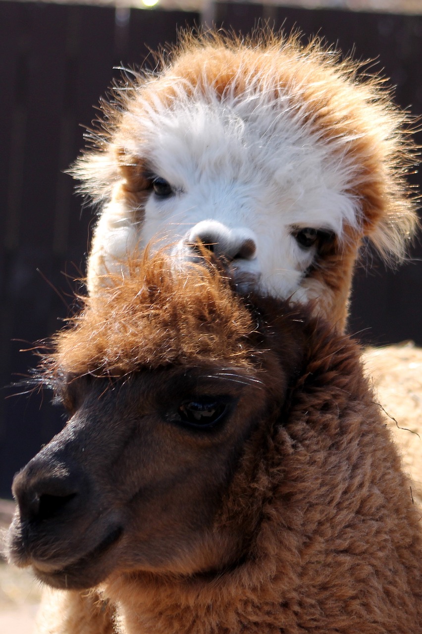 Lama, Zoologijos Sodas, Gyvūnas, Žinduolis, Gamta, Peru, Andes, Kailis, Alpaka, Nemokamos Nuotraukos