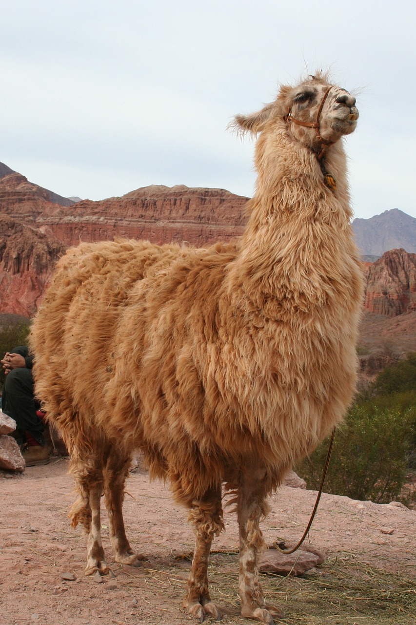 Lama, Netoli Cachi, Argentina, Nemokamos Nuotraukos,  Nemokama Licenzija