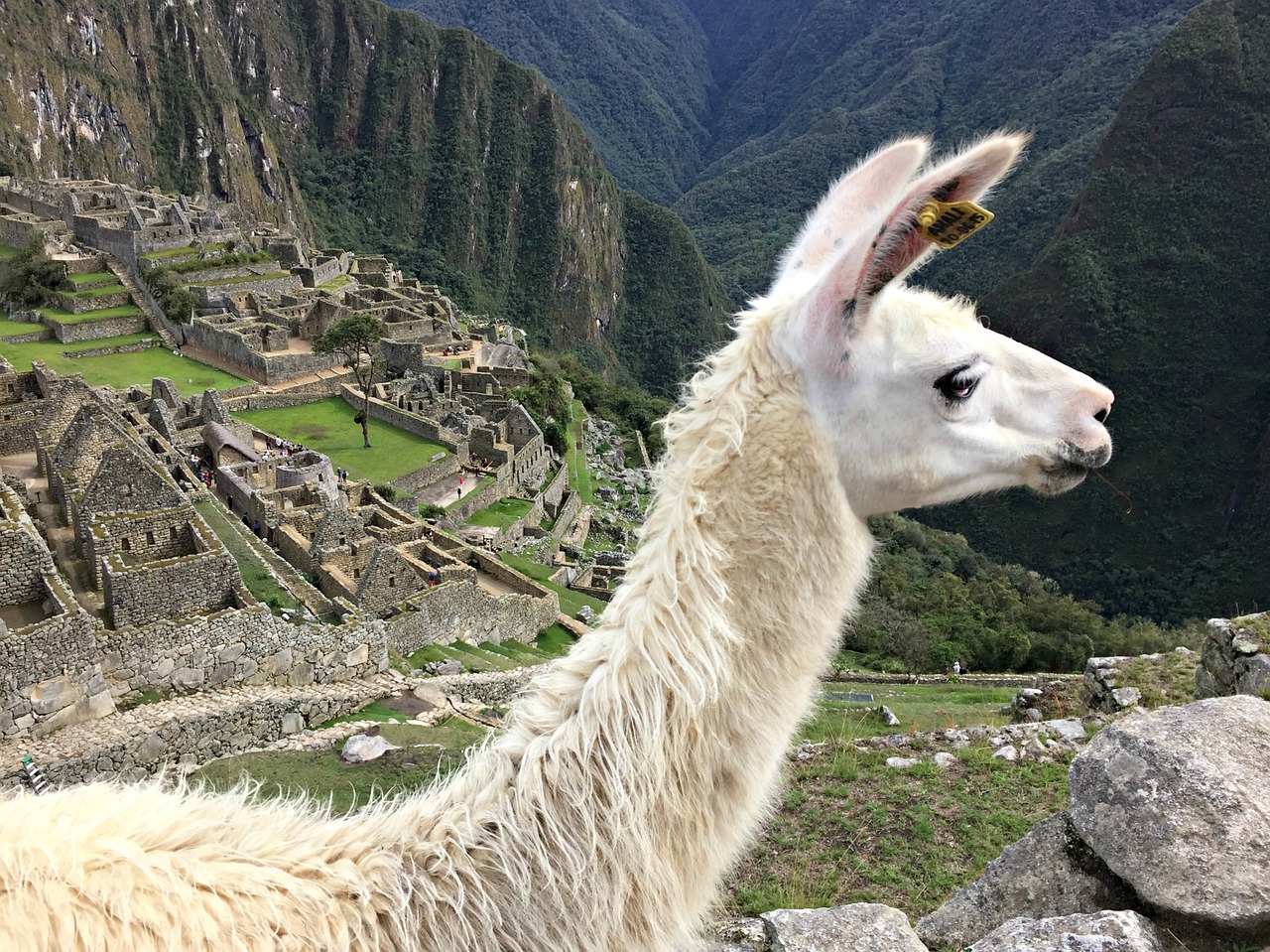 Lama, Maču Pikču, Peru, Picchu, Machu, Inca, Kalnas, Cusco, Kelionė, Civilizacija