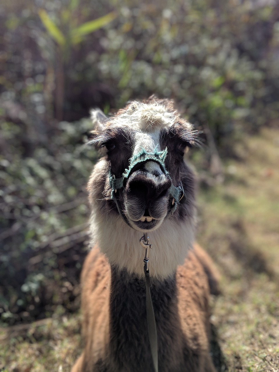 Lama, Gyvūnas, Gamta, Laukinė Gamta, Laukiniai, Lauke, Meme, Nemokamos Nuotraukos,  Nemokama Licenzija