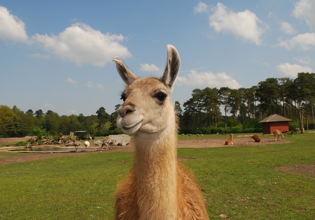 Lama, Lama, Kailis, Gyvūnas, Laukinė Gamta, Laukiniai, Zoologija, Žinduolis, Rūšis, Dykuma