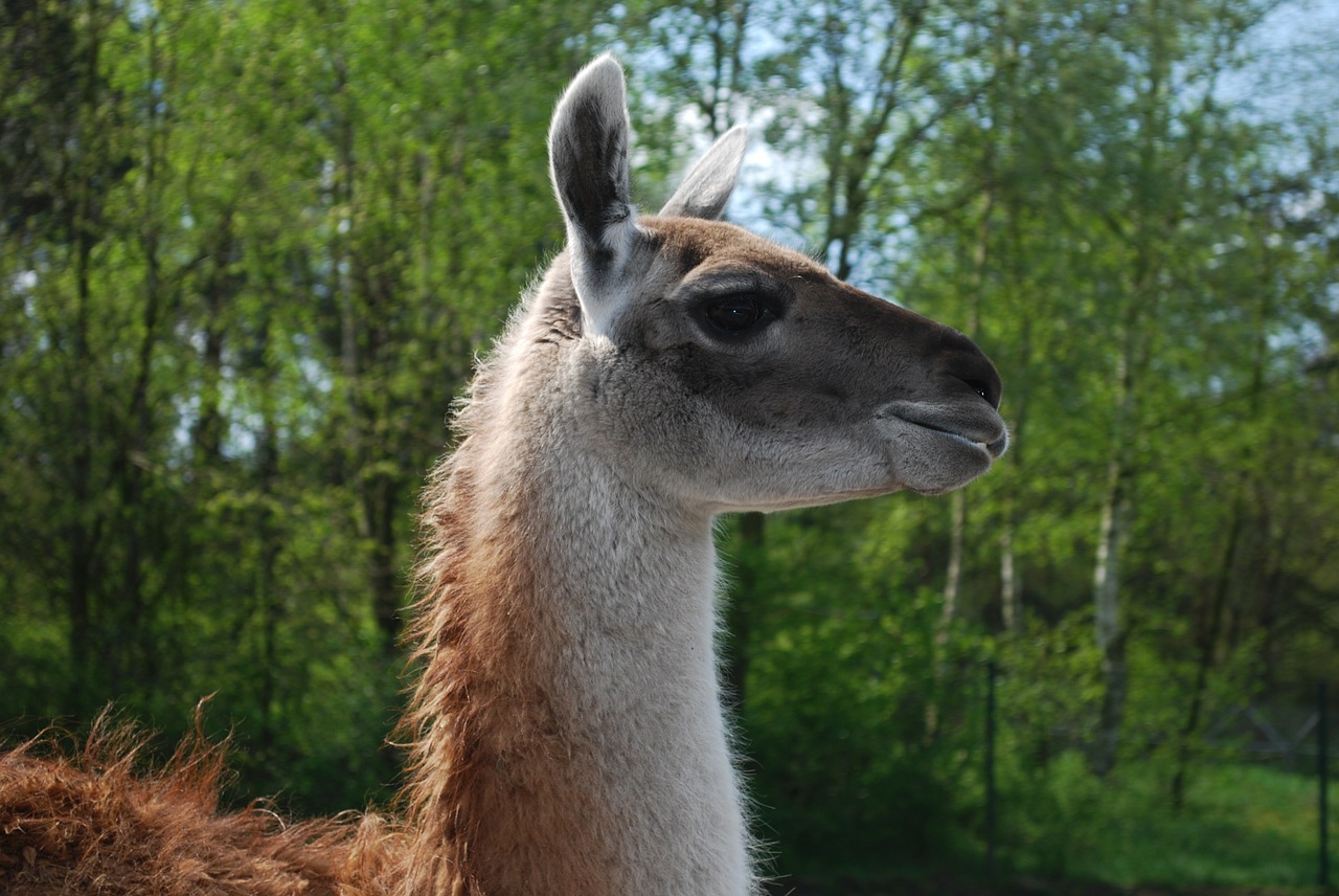 Lama, Kailis, Lama, Gyvūnas, Laukinė Gamta, Laukiniai, Zoologija, Žinduolis, Rūšis, Dykuma