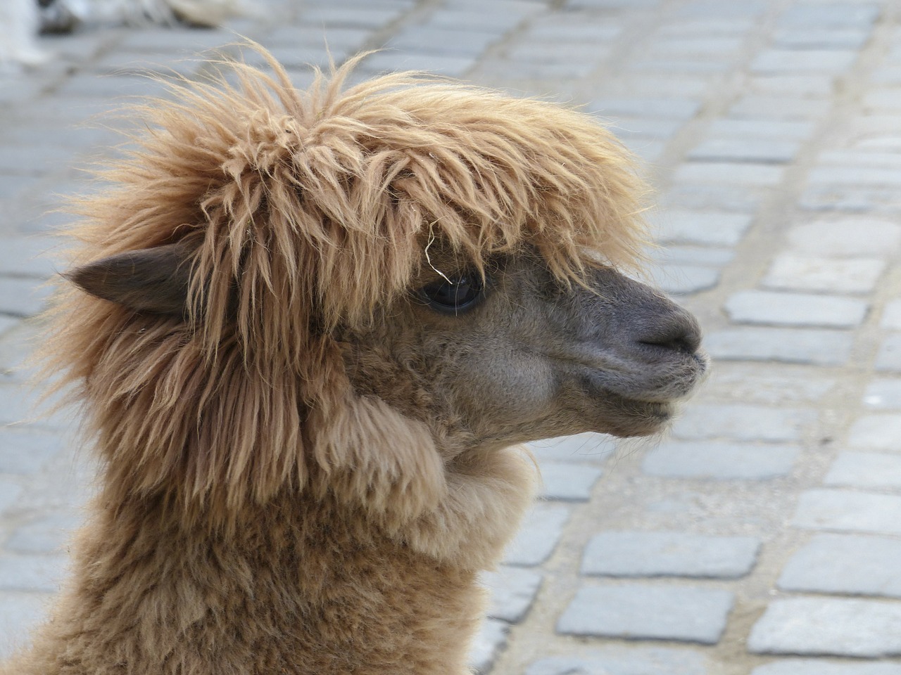 Lama, Alpaka, Galva, Portretas, Kupranugaris, Gyvūnas, Dykuma, Lauke, Gamta, Žinduolis