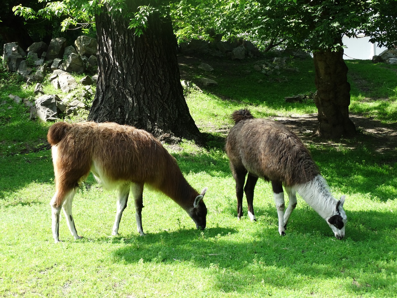 Lama, Gyvūnas, Zoologijos Sodas, Gamta, Nemokamos Nuotraukos,  Nemokama Licenzija