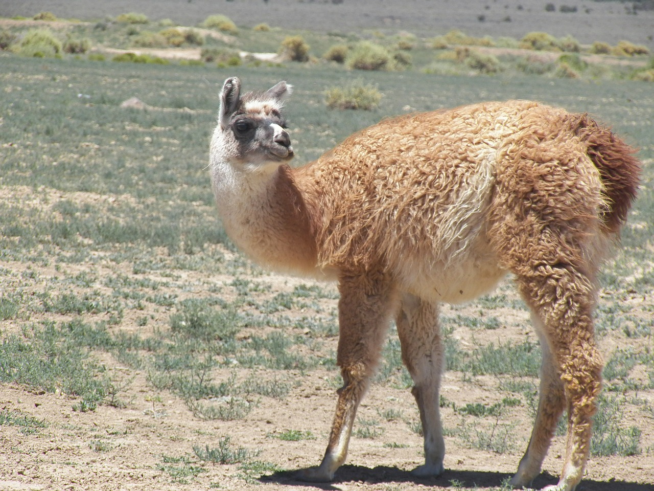 Lama, Gyvūnas, Peru, Kailis, Nemokamos Nuotraukos,  Nemokama Licenzija