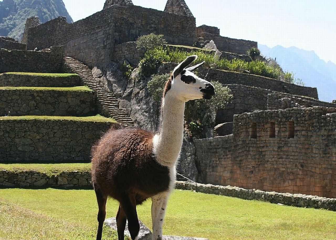 Lama, Peru, Gamta, Lauke, Griuvėsiai, Architektūra, Senovės, Istorinis, Orientyras, Gyvūnas