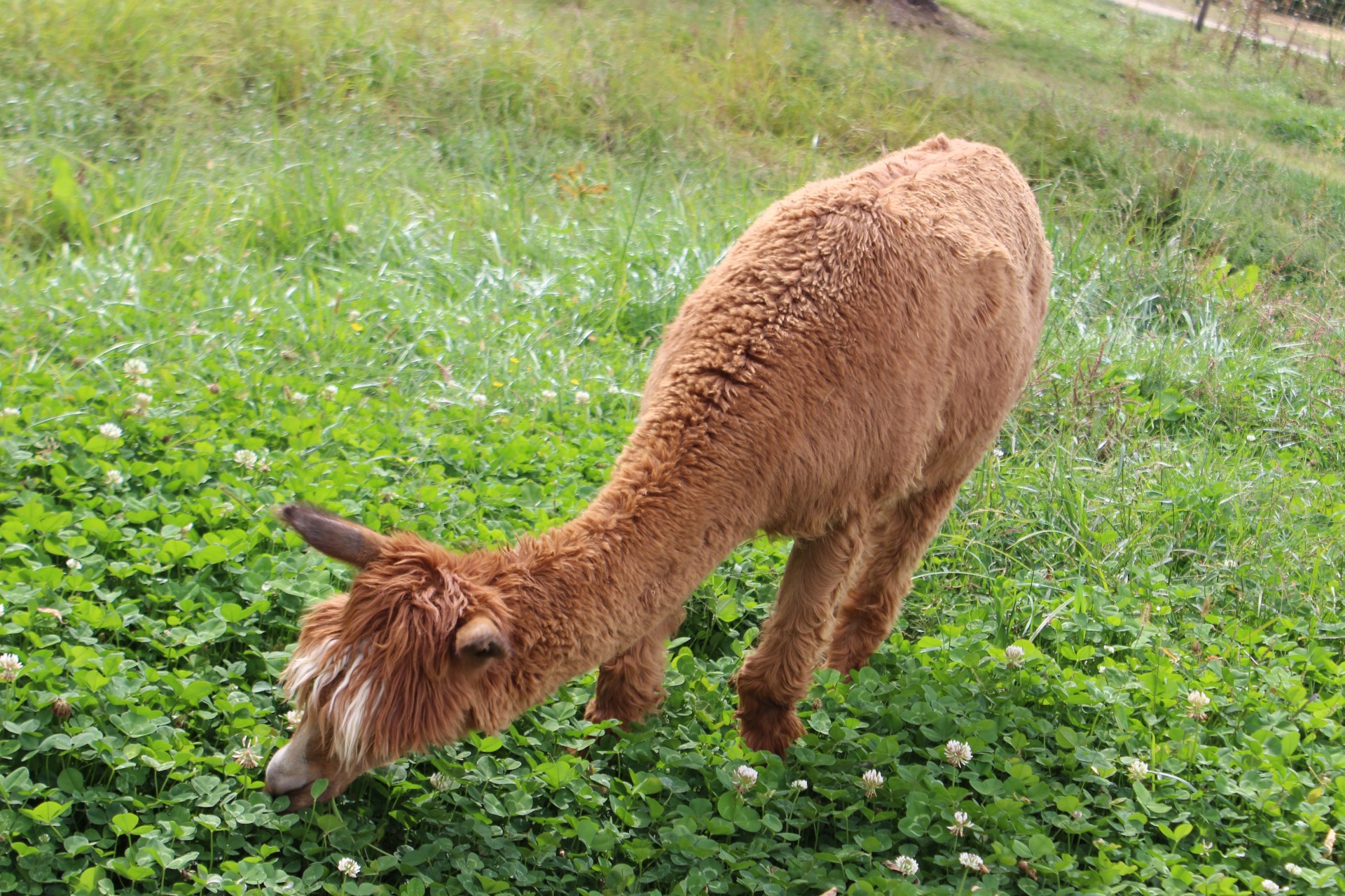 Gamta,  Laukinė Gamta,  Lamas,  Alpaka,  Peru,  Gyvūnai,  Laukas,  Taikus,  Laama Lašiša, Nemokamos Nuotraukos